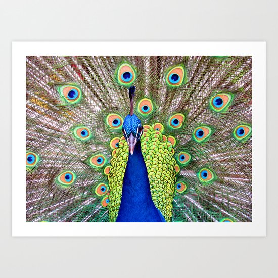 Proud Peacock Art Print