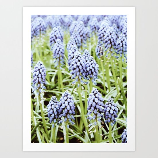Grape Hyacinth Art Print