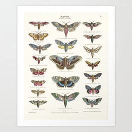 Vintage Moth Chart Art Print