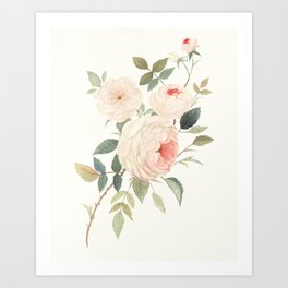 A Rose for William Morris Art Print