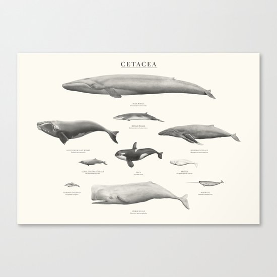 Cetacea Canvas Print