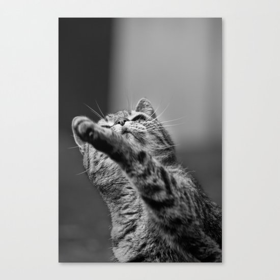 my little cat Canvas Print