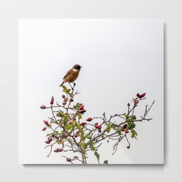 Stonechat. Metal Print | Feathers, Countryside, Wildlife, Nature, Birdwatcher, Bird, Twitcher, Fly, Beak, Flying 