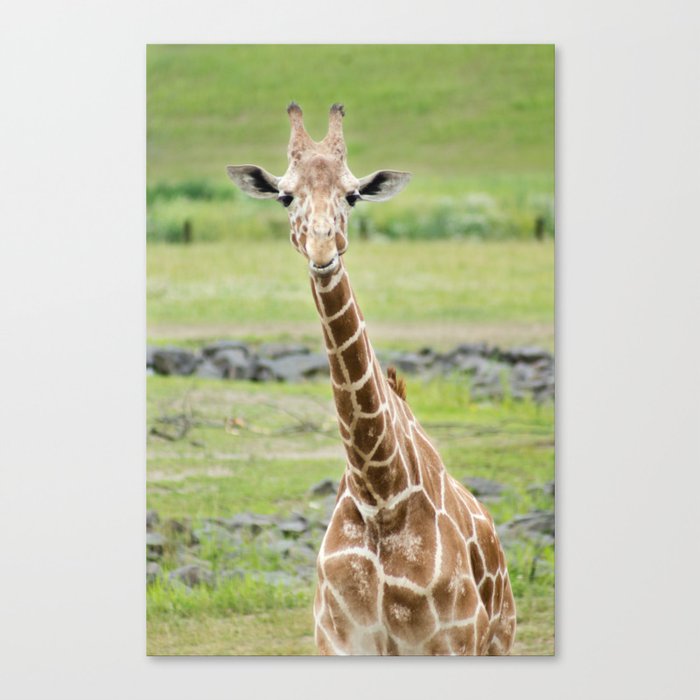 Smiling Giraffe Canvas Print