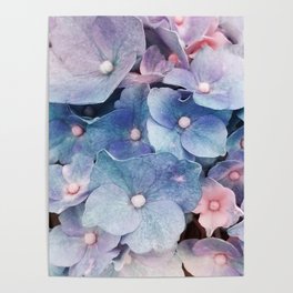 Hydrangea Macro Pink Lavender Blue Poster