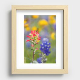 Texas Wildflowers - Indian Paintbrush, Bluebonnet Recessed Framed Print