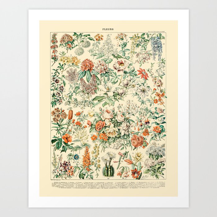 Wildflowers and Roses // Fleurs III by Adolphe Millot 19th Century Science Textbook Artwork Art Print
