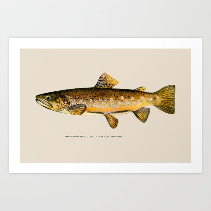 The Brown Trout Art Print