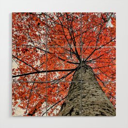 Autumn Maple Nature Photography | Botanical | Tree Art Print Art Print Wood Wall Art