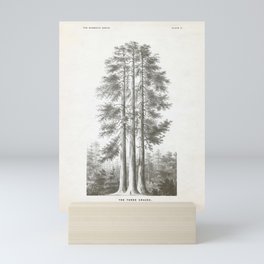 Sequoia Tree Illustration - The Three Graces at Mariposa Grove in Yosemite National Park Mini Art Print