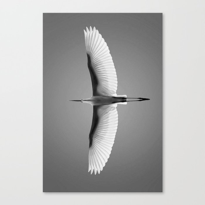 Wings of an Egret in Mid-flight black and white photography - black and white photographs Canvas Print