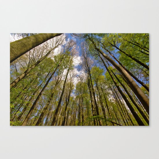 looking up to the trees in the forest Canvas Print
