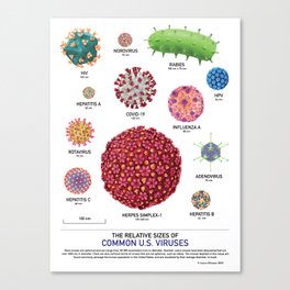 The Relative Sizes of Common U.S. Viruses Canvas Print