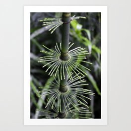 A strange fern Art Print | Green, Plant, Black, Photo, Nature, Macro, Fern, Other, Macrophotography, Plantphotography 