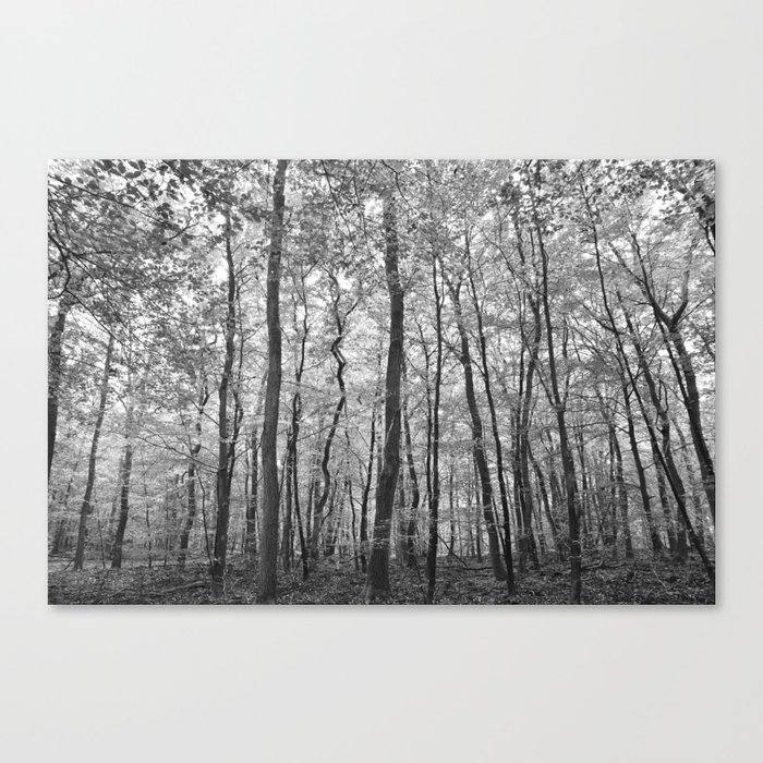 Black and white forrest -- Abstract in soft greytones Art Print -- Veluwe, Netherlands Canvas Print