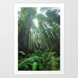 Redwood Forest Adventure IV - National Parks Nature Photography Art Print