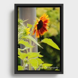 bright yellow, orange sunflowers Framed Canvas