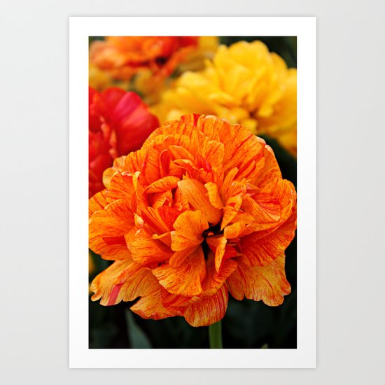 Open Tulip Art Print