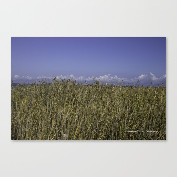 Tall grass Canvas Print