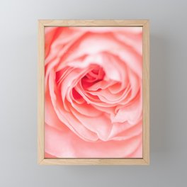 macro shot of beautiful pink rose flower Framed Mini Art Print