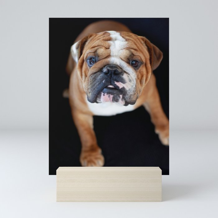 English Bull Dog Mini Art Print