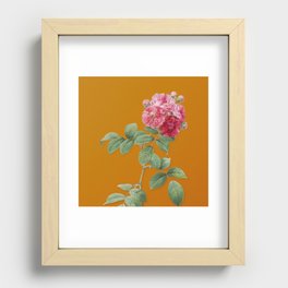 Vintage Seven Sisters Roses Botanical Illustration on Bright Orange Recessed Framed Print