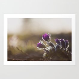 Spring Pasque Art Print | Photo, Flower, Southdakota, Pasque, Prairie, Digital, Color 