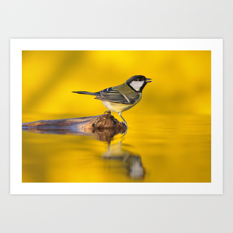 Great Tit Drinking Water In The Pond With The Golden Light Art Print By Designastur Society6