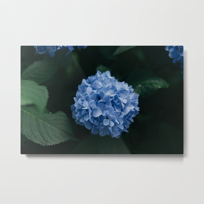 Blue Hydrangea Flower Metal Print By Newburydesigns Society6 Blue Hydrangea Flower Metal Print