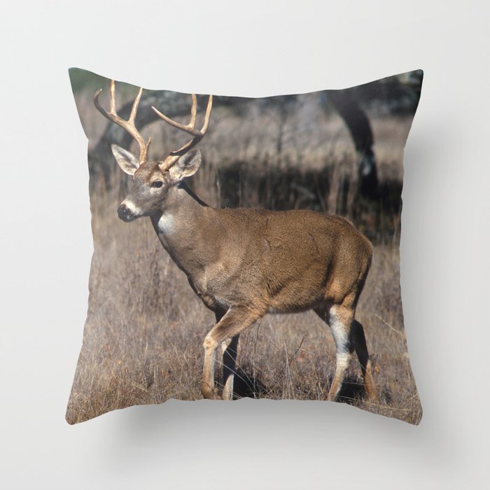 White Tail Deer  Throw Pillow