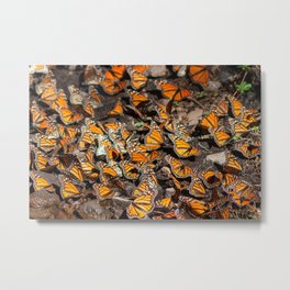 Butterflies in Mexico  Metal Print
