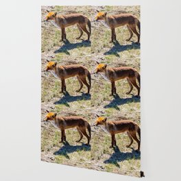 Dutch fox Wallpaper