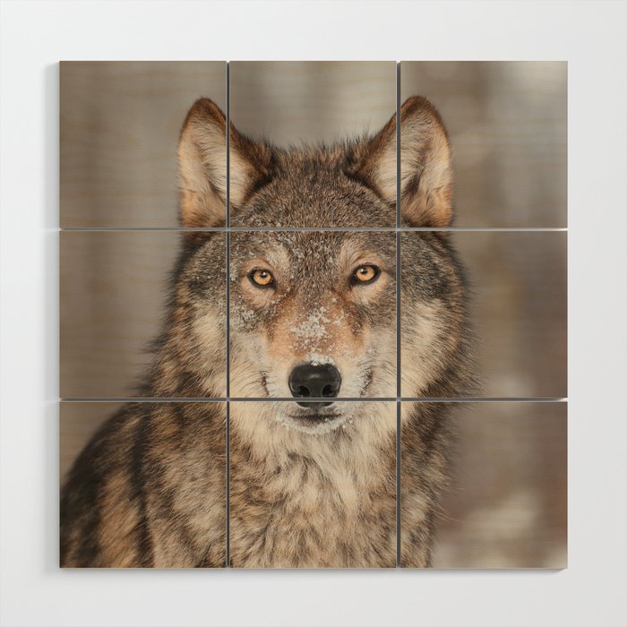 Close-Up Gray Timber Wolf Face Animal / Wildlife / Nature Photograph Wood Wall Art and More