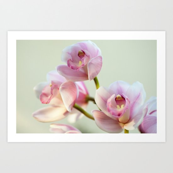 Cymbidium orchid 9770 Art Print