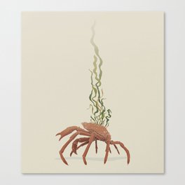 Seaweed Graphics Spider Crab Canvas Print