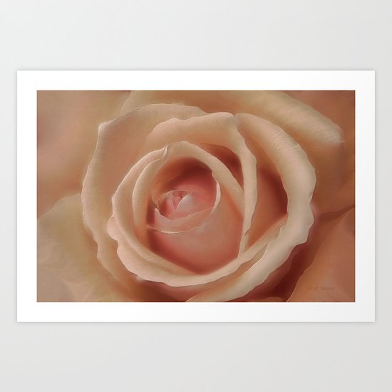 Pink Sensual Rose Art Print