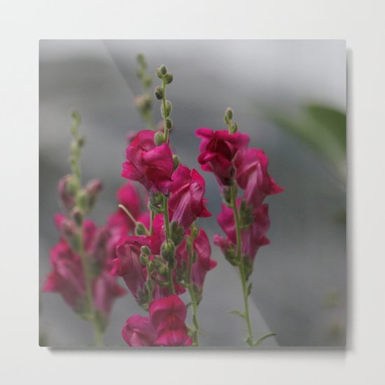 Bloom in Pink, Green, and Gray Metal Print