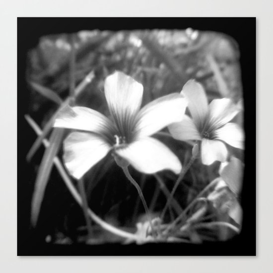 Oxalis - Through The Viewfinder (TTV) Canvas Print