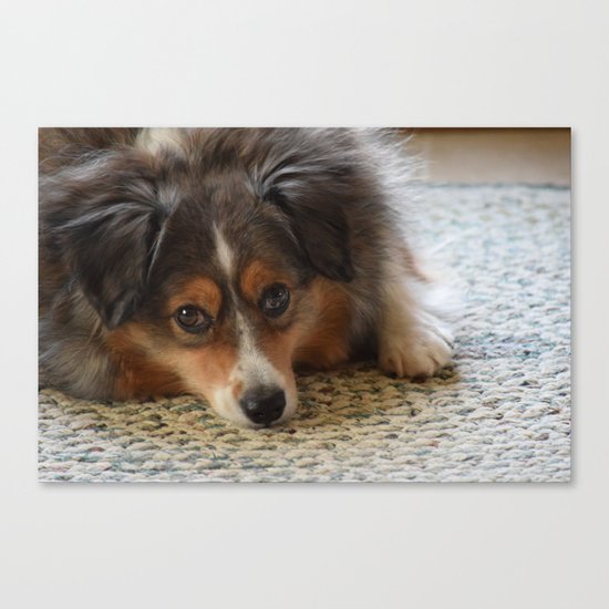 MiniAussie Mix Canvas Print