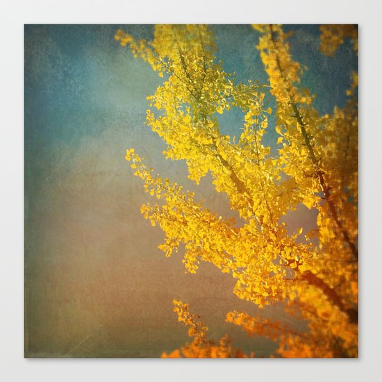 Yellow Ginkgo Tree in Autumn Canvas Print