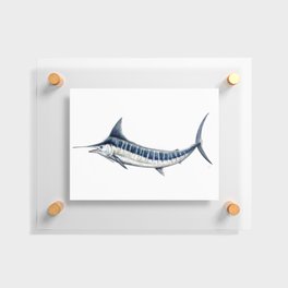 Blue Marlin (Makaira nigricans) Floating Acrylic Print