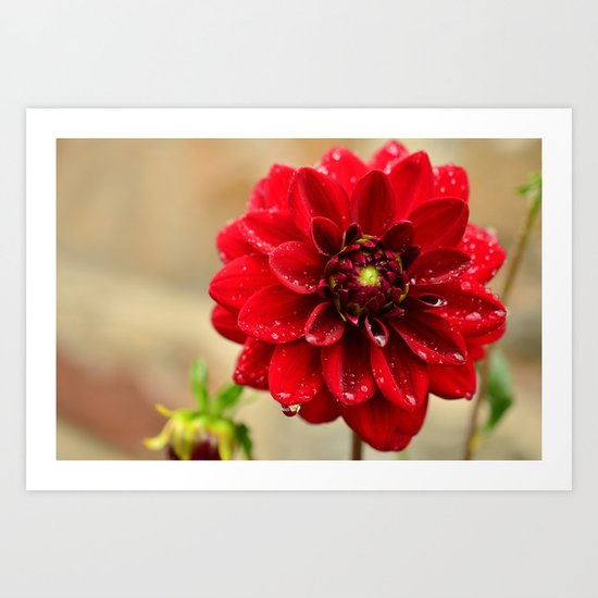 red dahlia Art Print