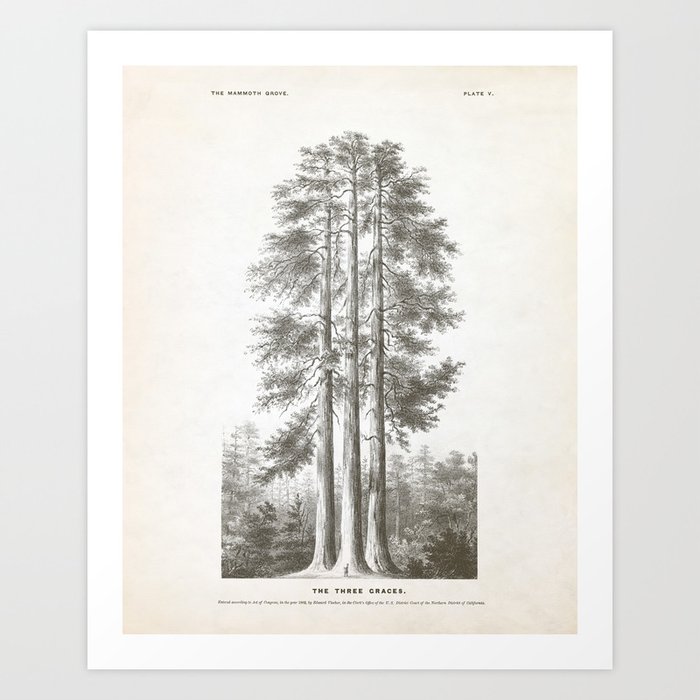 Sequoia Tree Illustration - The Three Graces at Mariposa Grove in Yosemite National Park Art Print