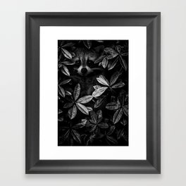 I spy - under cover of the night; baby raccoon spying in the ivy at night wilderness nature animal black and white photograph - photography - photographs Framed Art Print
