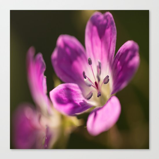 Purple glow in forest Canvas Print