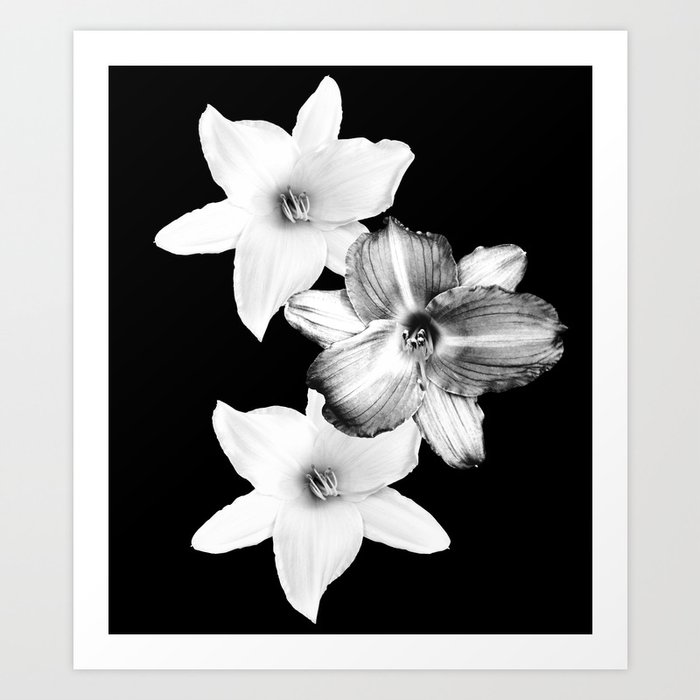 White Lilies on Black #1 #floral #decor #art #society6 Art Print