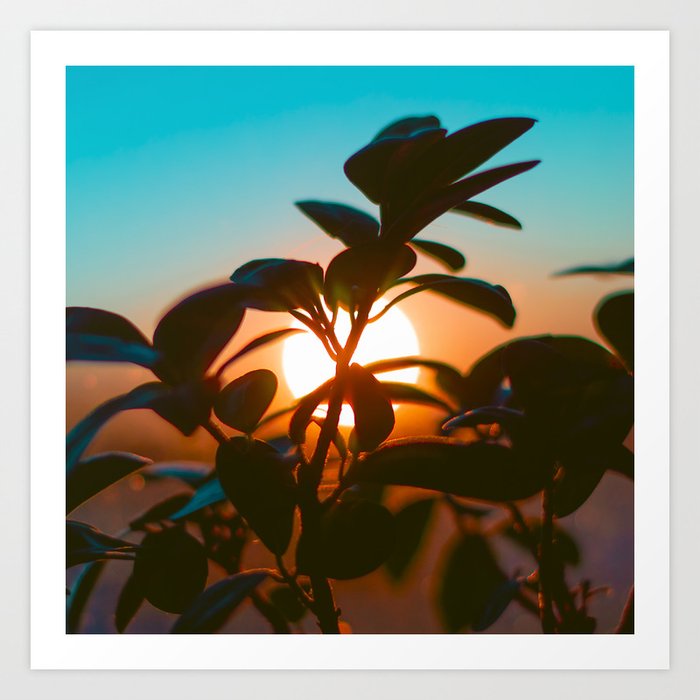 Sun and Plant | Evening Collection | Nature | Travel Photography Art Print