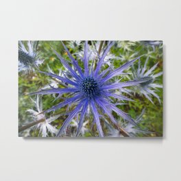 A thistle with style Metal Print | Garden, Color, Flower, Thistle, Macro, Closeup, Seaholly, Photo, Eryngium, Flora 