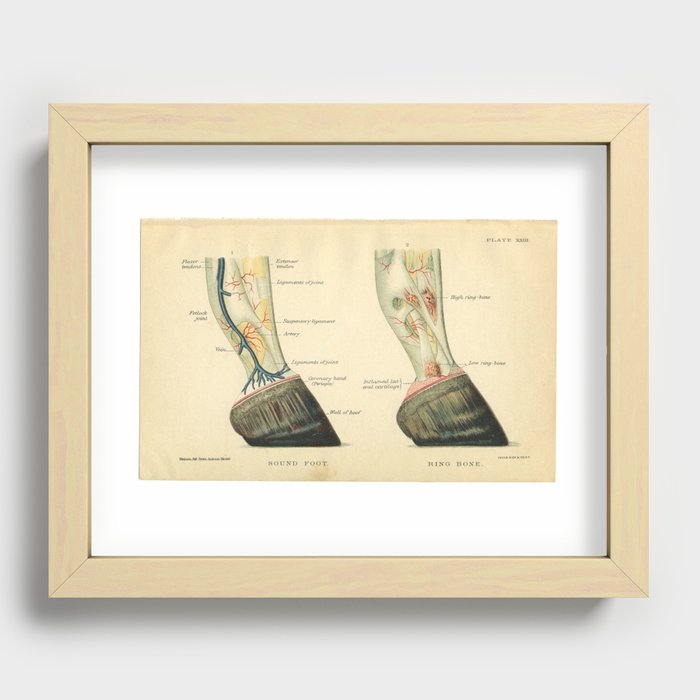 Vintage Horse Hoof Anatomy Print Recessed Framed Print