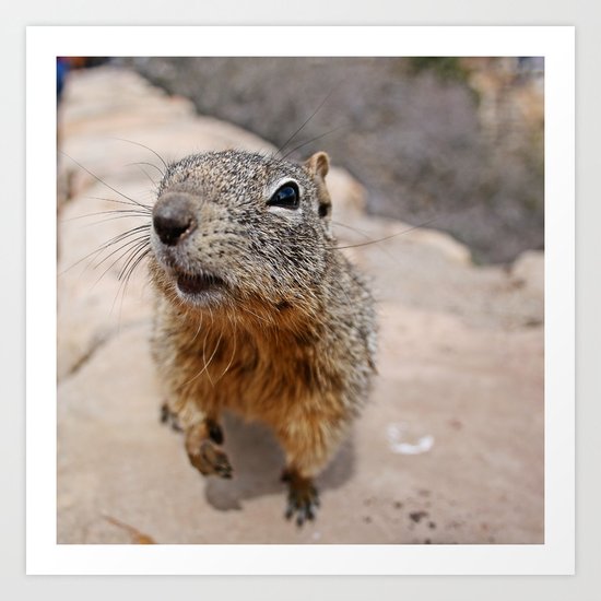 Curiosity Art Print